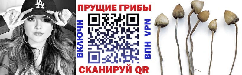 как найти закладки Шлиссельбург Псилоцибиновые грибы MAGIC MUSHROOMS